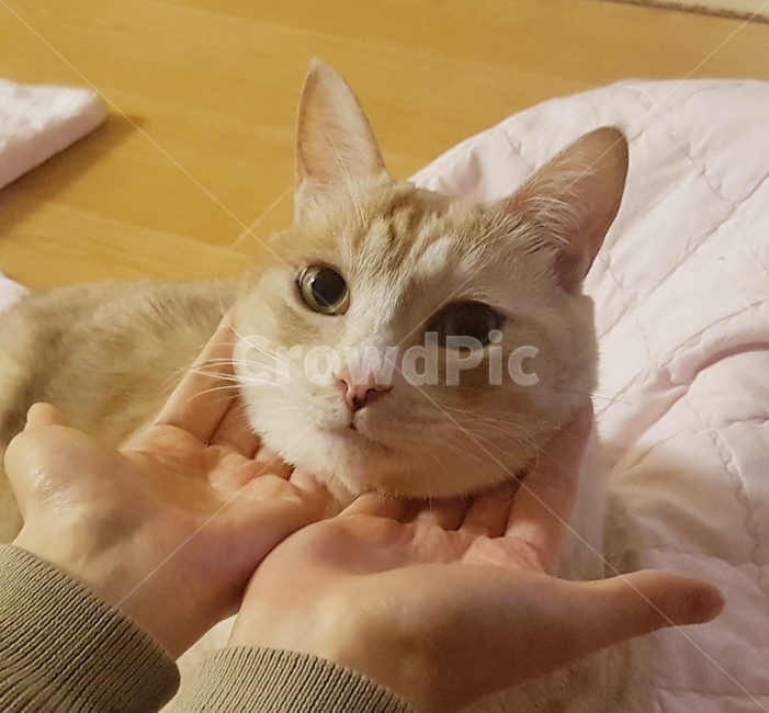동물,고양이,코리안숏헤어,냐옹이,코숏,동물,animal,포유류,mammal,고양이,cat,kitten,kitty