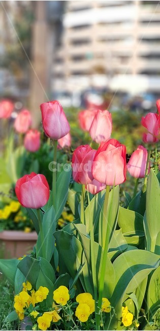 꽃,튤립,붉은꽃,분홍꽃,자연,식물,flower,nature,green,purple,yellow,pink,식물,자연,plants,nature,꽃,flower