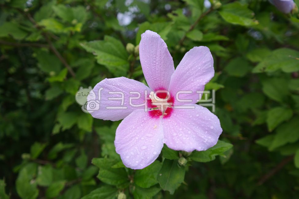무궁화,꽃,대한민국,한국,자연,꽃잎,히비스커스,야생,녹색,국화,식물,맑은,신선한,개화,잎,아름다운,여름,계절