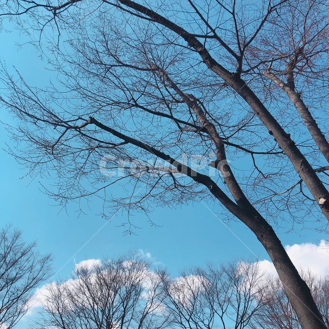 하늘,파란,푸른,파란색,가을,겨울,나무,구름,앙상함,나무가지,봄,새순,추운,서늘한
