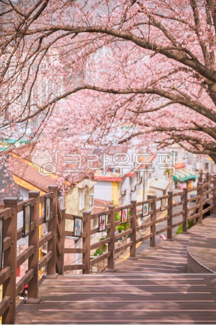 spring,Cherry Blossom Tunnel,Busan Cherry Blossoms,March,Cherry Blossom Spots,flower
