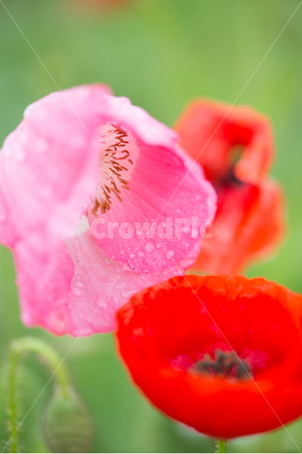 꽃,양귀비,빗방울,봄,붉은꽃,식물,자연,plants,nature,꽃,flower