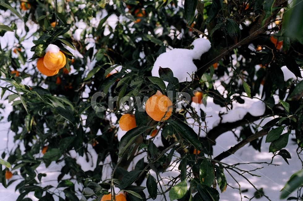 제주도,겨울,여행,감귤,자연,겨울,계절,winter,season,식물,자연,plants,nature,과일,열매,fruit