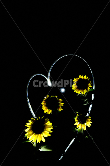 해바라기,꽃,식물,하트,사랑,해바라기꽃,식물,자연,plants,nature,꽃,flower