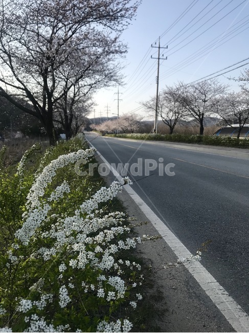 아스팔트,도로,road,꽃,봄
