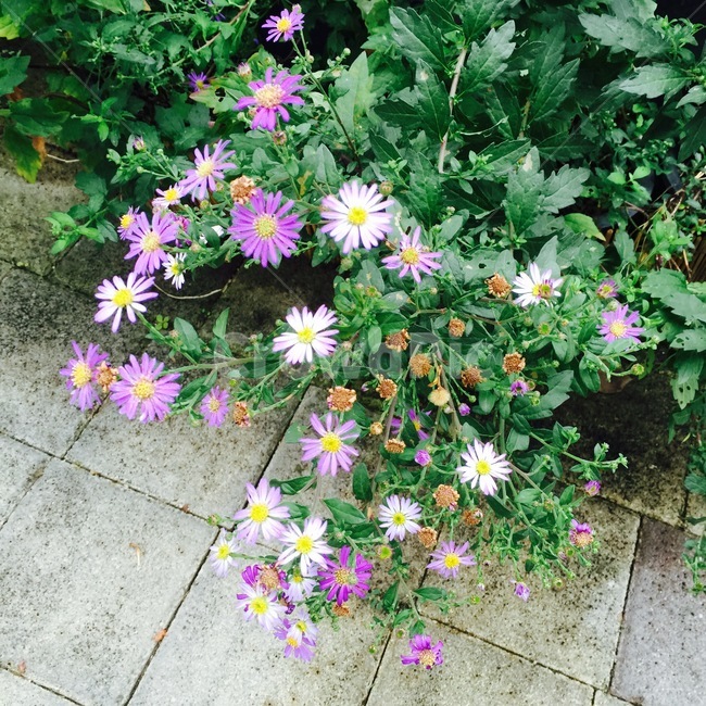 꽃,colorful,다채로운꽃,flower,garden