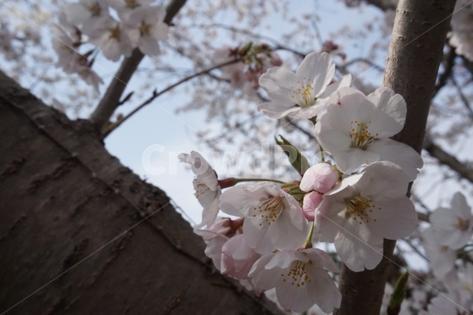 봄,계절,벚꽃,자연,핑크,분홍,봄,계절,spring,season,식물,자연,plants,nature,꽃,flower,plant,blossom