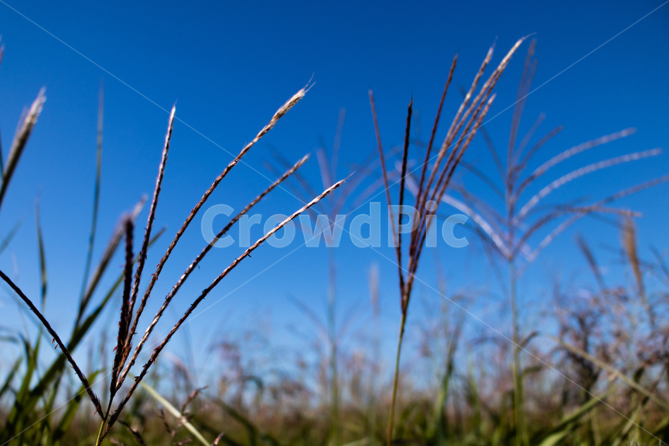 하늘공원억새,억새풀,억새,억새밭,억새풀밭,하늘공원억새풀,식물,자연,plants,nature