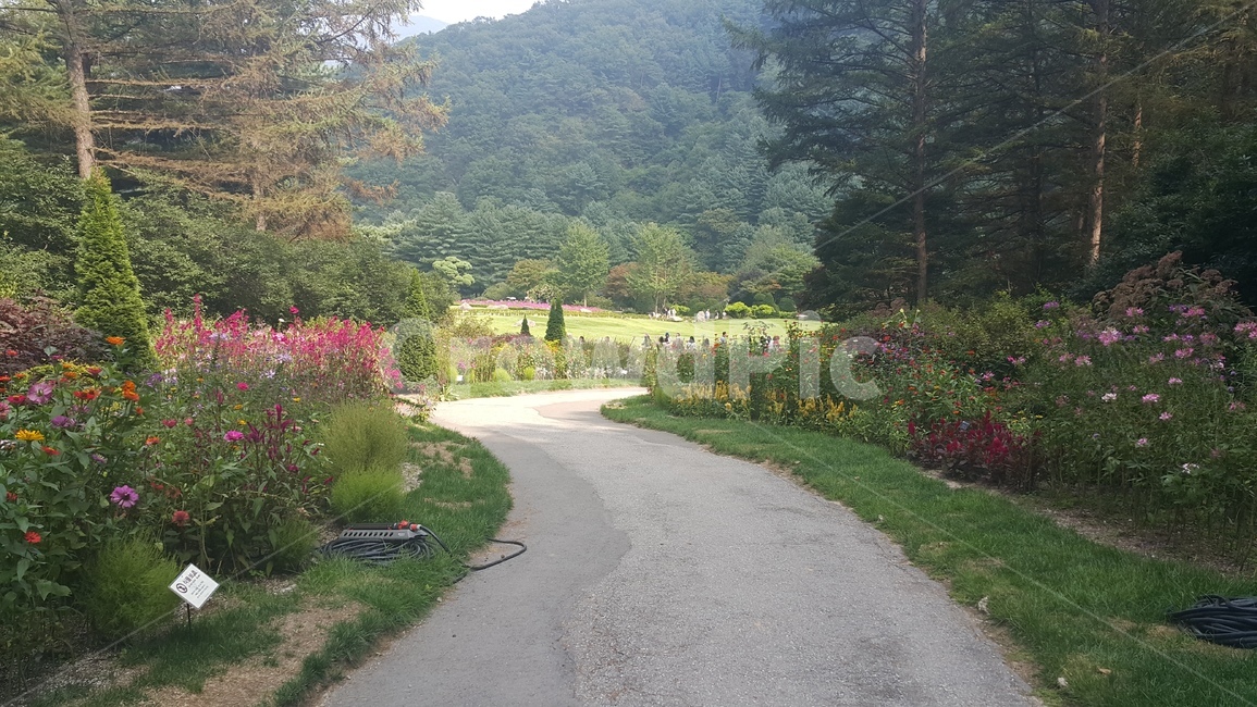 자연,꽃,길,나무,초록