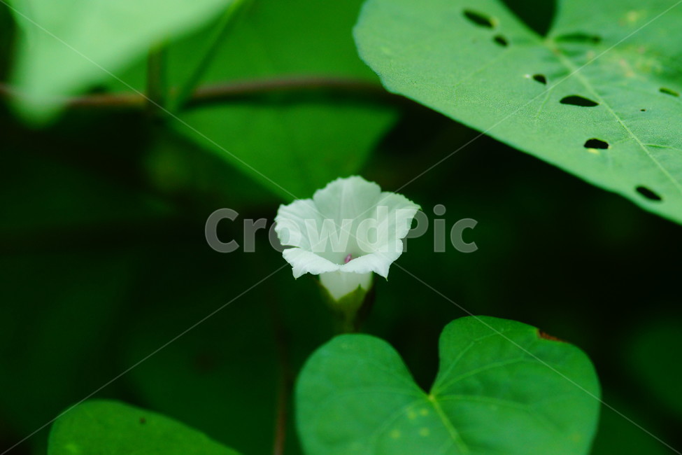 plant,식물,blossom,꽃,petal,꽃잎,flower,식물,자연,plants,nature