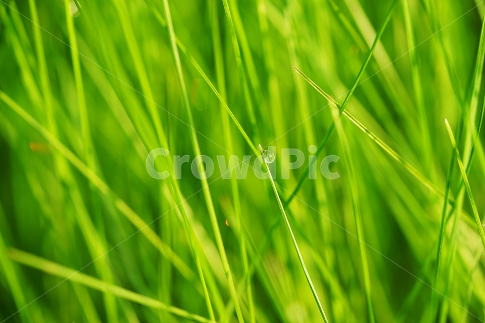 아침,이슬,풀,들풀,햇살,연초록,봄,식물,자연,plants,nature,휴식,힐링,rest,relaxation,healing