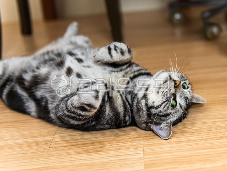 애완고양이,고양이,괭이,애완동물,반려묘,반려동물,반려고양이,아메리칸쇼트헤어,재롱꾼,재롱,휴식,응시,몸짓,제스처,눕다,누워있다,누운고양이,마루바닥,바닥,마루,쉬다,동물,포유류,고양이과,고양이눈,펫캣,캣,방바닥,펫,편안함,편안한자세,눈빛,예쁜고양이,귀여운고양이,americanshorthair,petcat,cat,pet,rest,stare,gesture,floors,animal,flooring,애교짓,응시하다,쳐다보다,예쁜짓,프리티펫,프리티캣,애완묘