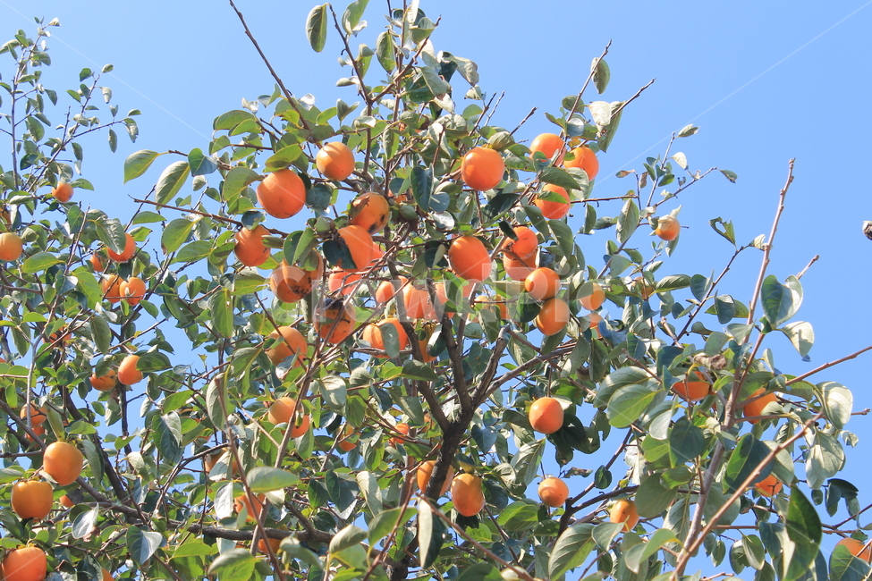 plant,식물,produce,생산액,음식,fruit,과일,persimmon,감,가을,autumn,fall,하늘,푸른하늘,파란하늘,나무,trees,wood,과일,열매,fruit