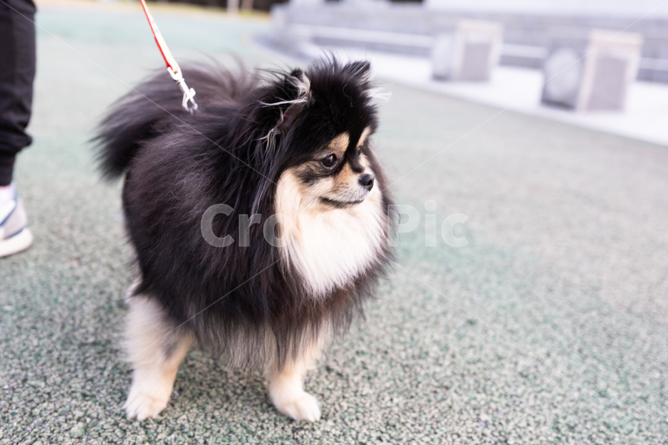 포메,강아지,포메라니안,포메리안,블랙탄,댕댕이,귀여움,인형,강아쥐,개,동물,애견,산책,강쥐,동물,animal,포유류,mammal,개,강아지,dog,doggy