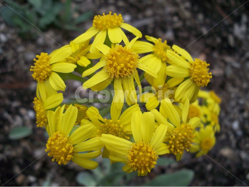 야생화,꽃,자연,식물,봄,식물,자연,plants,nature,꽃,flower