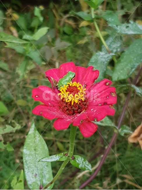 청개구리,개구리,백일홍,꽃,파충류,귀여운,flog,식물,자연,plants,nature,꽃,flower,파충류,양서류,reptile,amphibian
