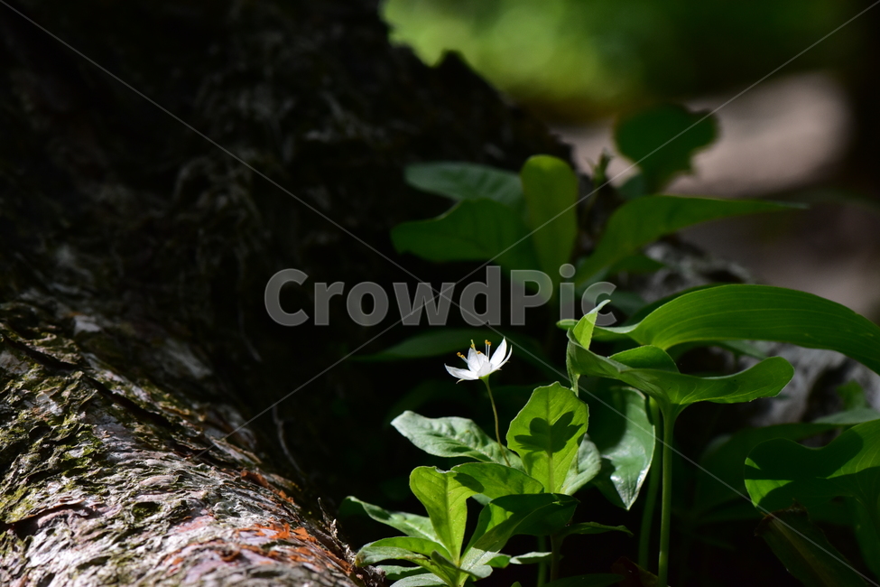 참기생꽃,야생화,식물,자연,생태,꽃,힐링,플라워,wildflower,flower,plants,nature,season,감성,느낌,emotion,feeling,앵초목,앵초과,기생꽃속,여러해살이풀,희귀식물