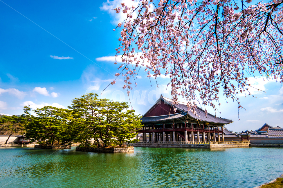 고궁,경복궁,연못,벚꽃,봄,꽃,아름다움,수양벚꽃,경회루,서울,봄,계절,spring,season,한국전통,한국문화,korean traditional,korean culture,랜드마크,landmark,tourist attraction,한국랜드마크,한국관광지,한국명소,korea landmark,korea tourist attraction,건축물,건물외관,exterior,building,structure,architecture,construction