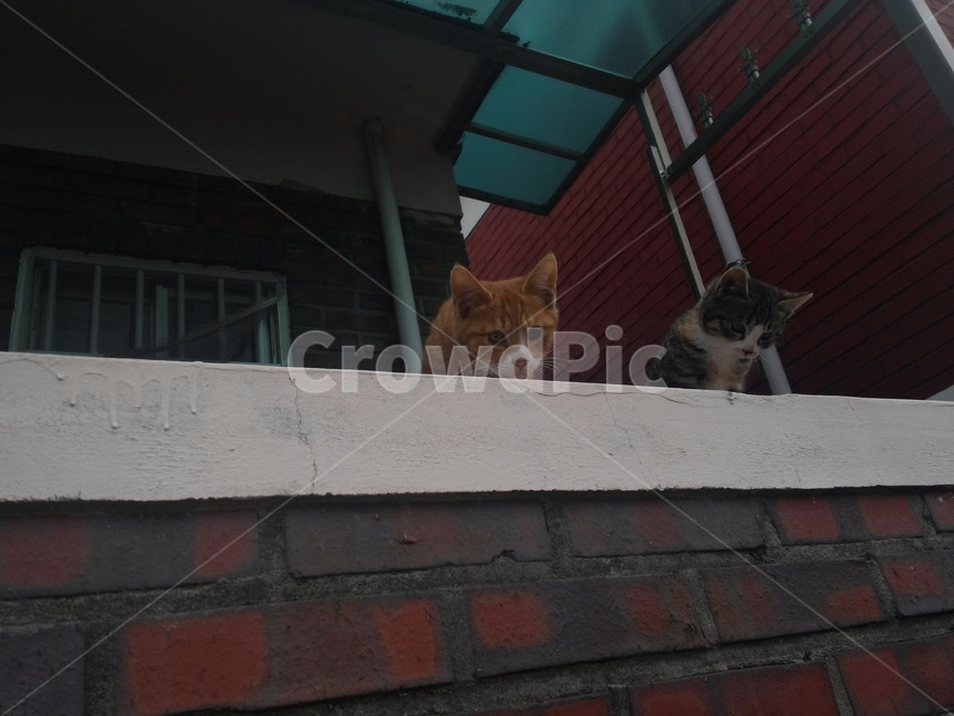 고양이,가족,새끼,갈색고양이,사냥,길고양이,호기심,형제,자매,동물,animal,포유류,mammal,고양이,cat,kitten,kitty