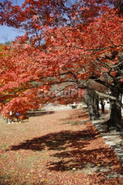 가을,낙엽,가을사진,단풍,은행,하늘,풍경,풍경사진,감성사진,감성,landscape,단풍놀이,출사,가을,계절,fall,autumn,season,식물,자연,plants,nature,tree,나무,plant,maple,leaf,잎
