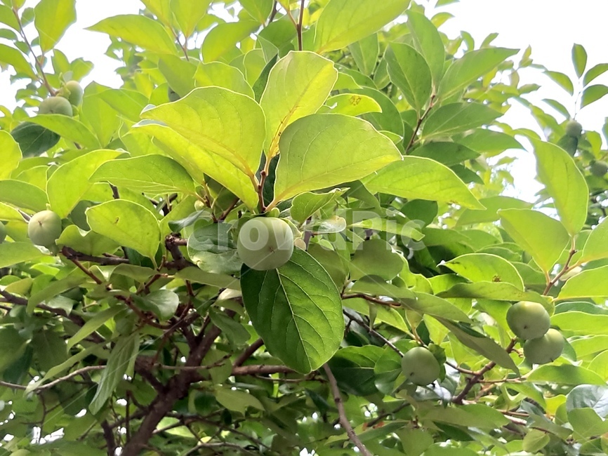 나무,감나무,감,여름,과일,푸른,잎,잎사귀,싱싱한,익어가는,익지않은,sunlit,leaf,leaves,fruit,summer,과일,열매,fruit