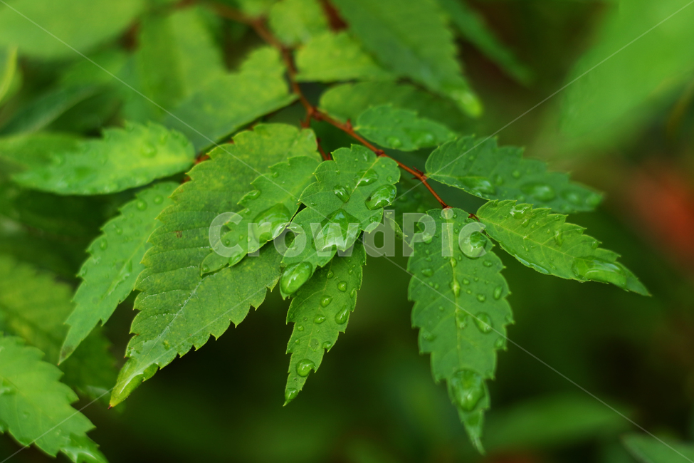 wetlesves,leaf,물방울,잎사귀,나뭇잎