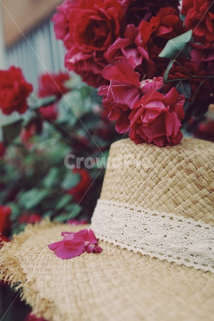 장미,꽃,분홍꽃,rose,flowe,r붉은,빨간색,아웃포커스,감성,보케,자연,색감,식물,자연,plants,nature,꽃,flower,감성,sensible,feeling