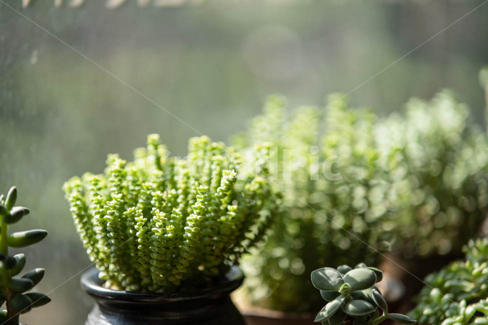 다육이,다육식물,plant,botanical,식물,식물,자연,plants,nature