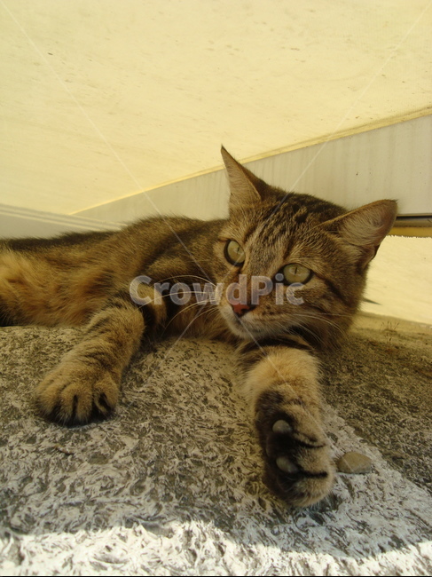 고양이사진,동물사진,cat,cats,고양이이미지,고양이,동물,animal,여유,휴식,rest,그늘,쉬는중,휴식시간,breaktime,귀여운,몽글몽글,편안함,낮잠,야옹이,무늬,발바닥,눈동자,동물,animal,포유류,mammal,고양이,cat,kitten,kitty