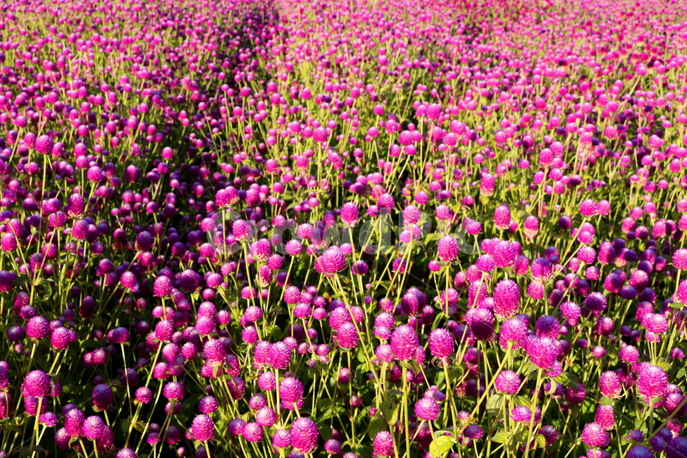 꽃,천일홍,식물,자연,꽃밭,분홍꽃,천일초,천금홍,천년홍,식물,자연,plants,nature,꽃,flower
