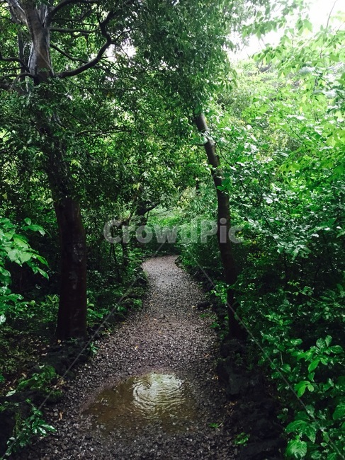 나무,풀,숲,green,숲길