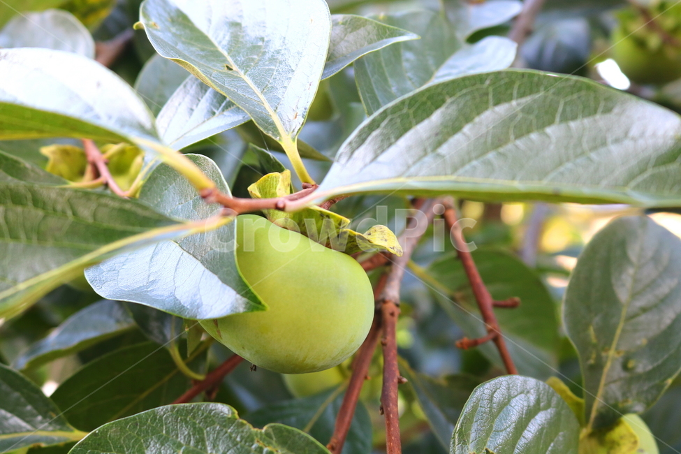 감,나무,감나무,식물,과일,열매,자연,식물,자연,plants,nature,과일,열매,fruit