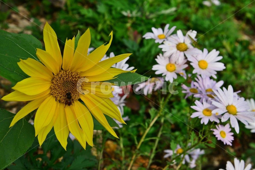 plant,식물,blossom,flower,꽃,구절초꽃,구절초,해바라기,해바라기꽃,벌