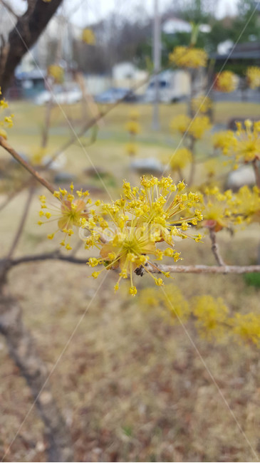 꽃,근접,flower,봄,식물