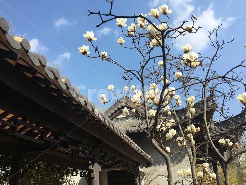 white flower,magnolia blooming,flower buds,Chinese building style,flower tree,magnolia tree,whiteflower,magnolia flower,spring flowers,cloud,magnolia,petal,traditional building,tile roof,tile,sky,chinese building,nature,tree,flower,plant