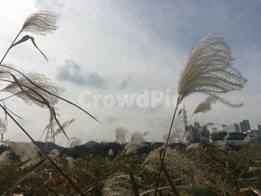 plant,식물,reed,갈대,하늘,구름
