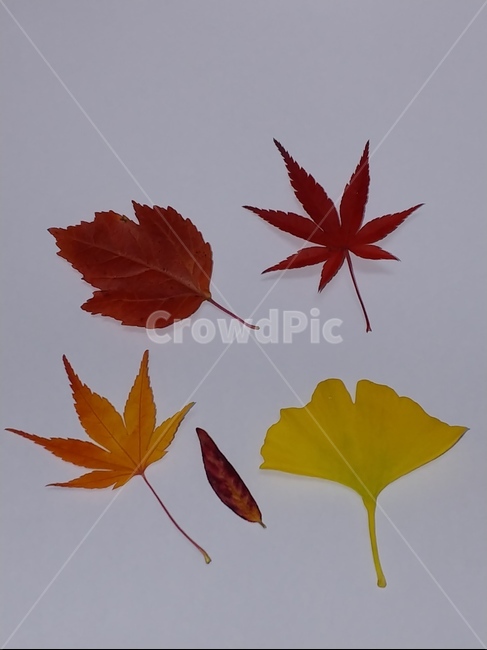plant,식물,leaf,잎,tree,나무,가을,단풍,나뭇잎,단풍잎,낙엽