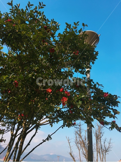 동백꽃,동백나무,나무,풍경,동백나무와하늘,푸른하늘과나무,자연,풍경,nature,landscape,tree,plant,식물