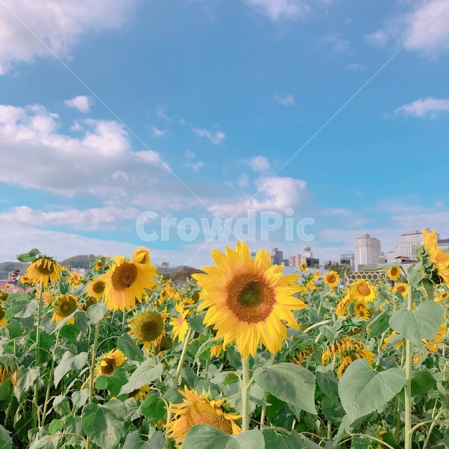 flower,꽃,sunflower,해바라기,해바라기축제,해바라기밭,하늘,자연,꽃,flower