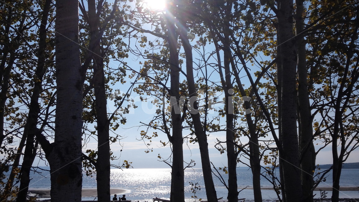 나무,해변,자연,빛,휴식,따뜻함,여름,여행,숲,여유,나눔,자연,풍경,nature,landscape,나무,trees,wood,light,flare,플레어