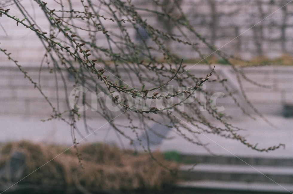 청계천,봄,새싹,나무,식물,봉우리,꽃봉우리,자연,식물,자연,plants,nature