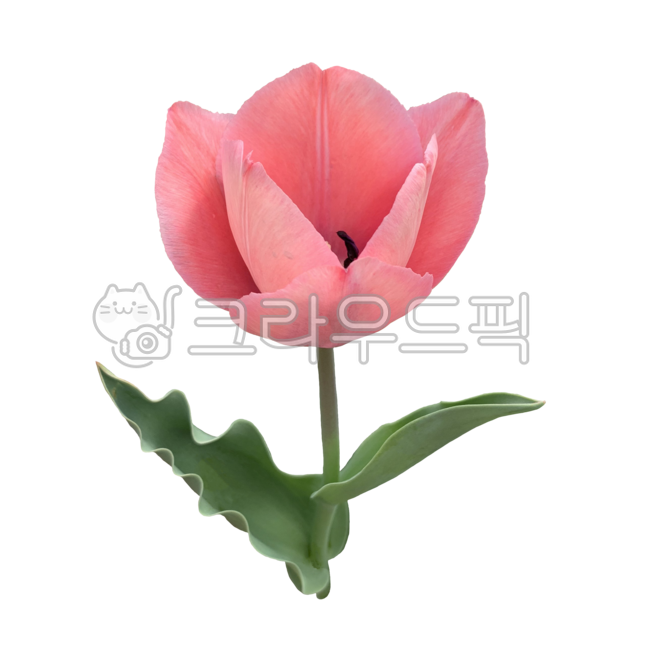 One flower nuki,Tulip,spring png,Flower Nokki,flower sticker,spring flowers,spring,One flower,season,tulip sticker,One flower png,spring season,flower png,plant png,plant icon,One bunch,plant,a flower,pink tulips,pink,Tulip Nuki,spring plants,pink petals,