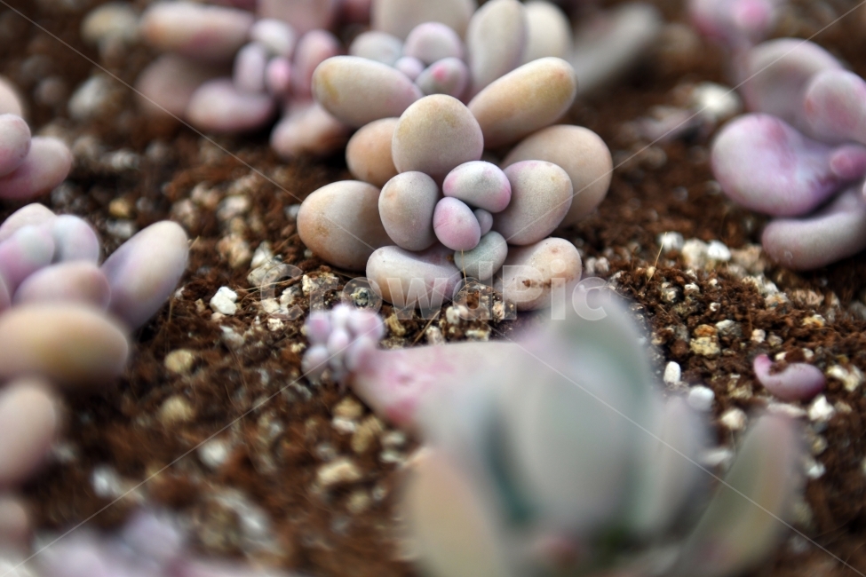 다육이,다육,다육식물,화분,식물,화초,배경,자연,plants,취미,그린,환경,키우기,아름다운,화려한,생명,생활,background,식물,자연,plants,nature