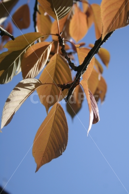 가을,계절,나뭇잎,잎,잎새,식물,나무,하늘,자연,식물,자연,plants,nature,가을,계절,fall,autumn,season,leaf,plant,veins,정맥