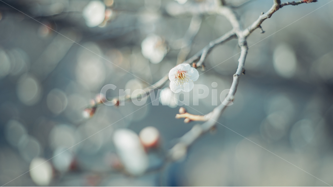 매화,봄,꽃,감성,부드러운느낌,봄,계절,spring,season,식물,자연,plants,nature,꽃,flower,감성,sensible,feeling,plant