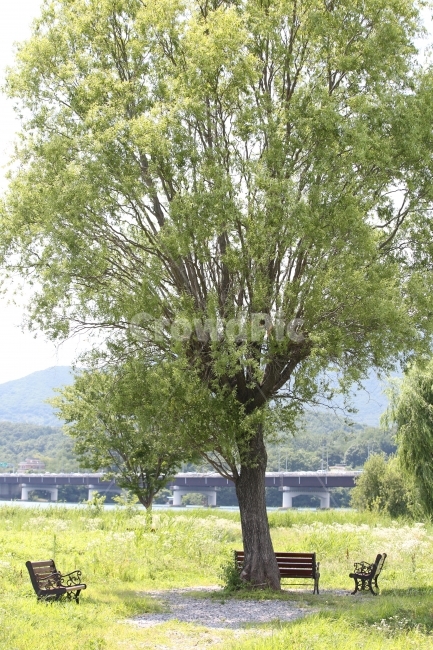여름,쉼,벤취,나무,휴식,식물,자연,plants,nature,나무,trees,wood,휴식,힐링,rest,relaxation,healing