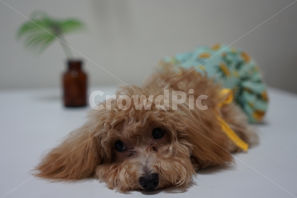 반려견,강아지,개,애완동물,졸린개,졸린강아지,dog,puppy,animal