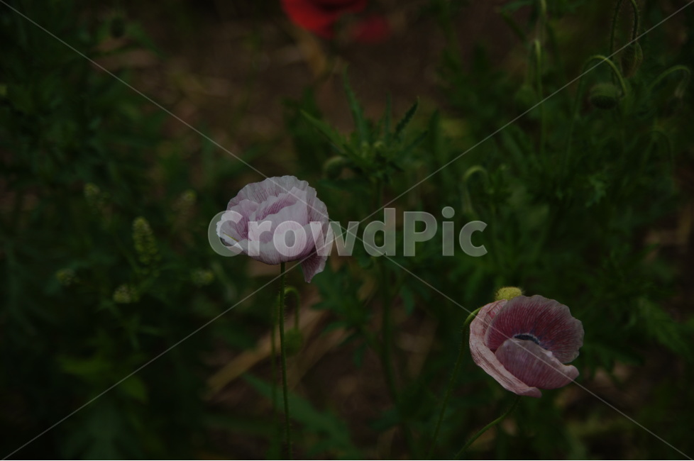 꽃,양귀비,양귀비꽃,식물,야생화,식물,자연,plants,nature,꽃,flower