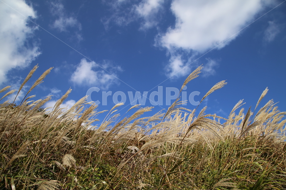 가을,가을하늘,하늘,sky,구름,자연,갈대,가을,계절,fall,autumn,season,grass,잔디,plant,식물,lawn,reed