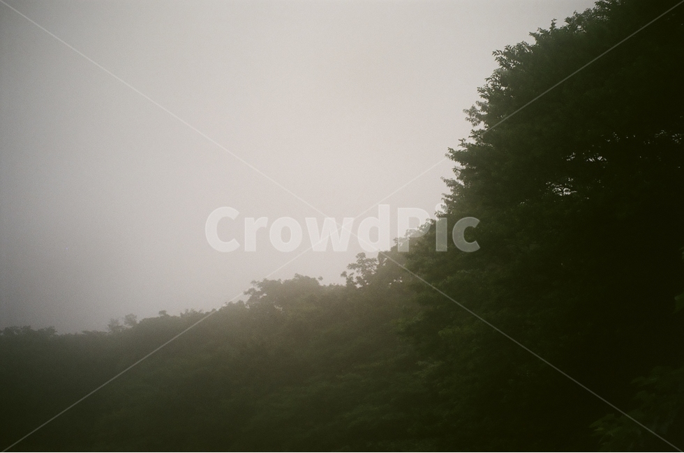 들판,나무,숲,안개,잔디,초록색,흐린날,제주풍경,필름사진,자연,풍경,nature,landscape,weather,날씨,outdoors,옥외,fog,mist